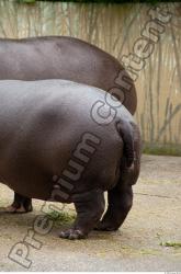 Whole Body Hippopotamus